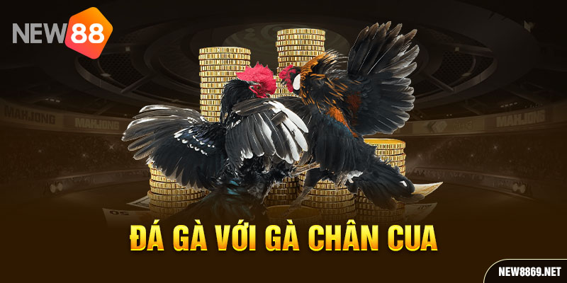 Đá gà với gà chân cua