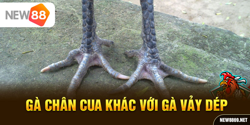 Gà chân cua khác với gà vảy dép