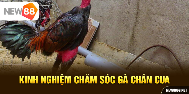 Kinh nghiệm chăm sóc gà chân cua