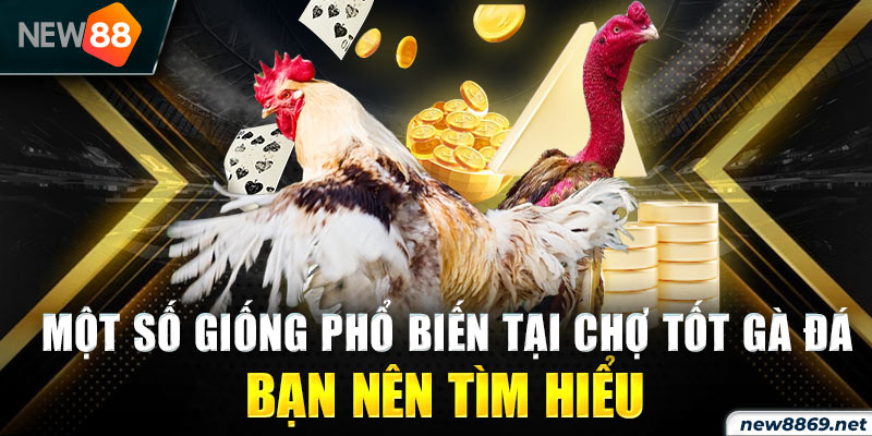 Một số giống phổ biến tại chợ tốt gà đá bạn nên tìm hiểu