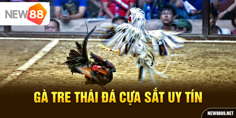 Gà tre thái đá cựa sắt uy tín