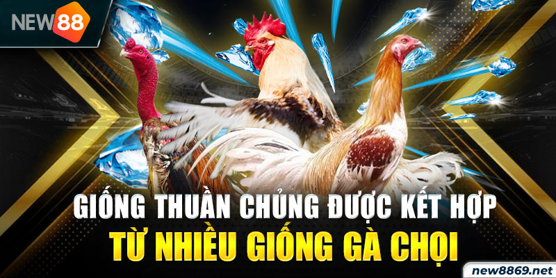 Giống thuần chủng được kết hợp từ nhiều giống gà chọi