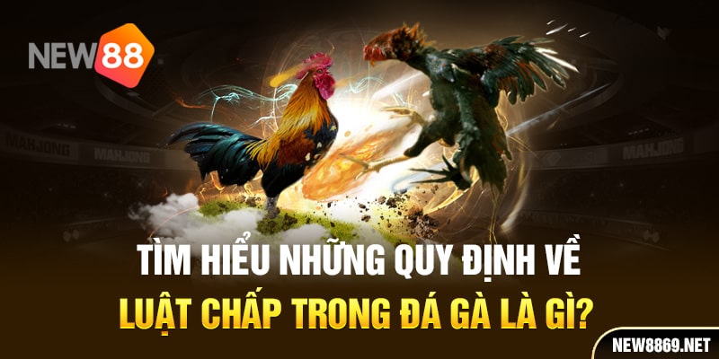 Tìm hiểu những quy định về luật chấp trong đá gà là gì?