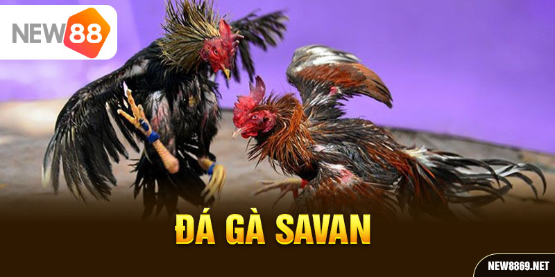 Đá gà Savan