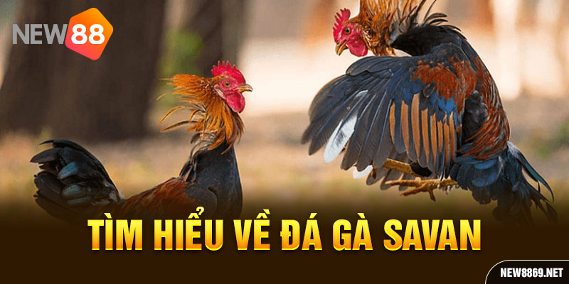 Tìm hiểu về đá gà Savan