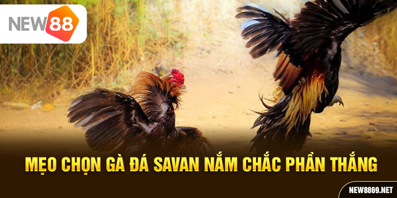 Mẹo chọn gà đá Savan nắm chắc phần thắng