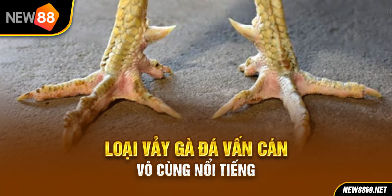 Loại vảy gà đá vấn cán vô cùng nổi tiếng