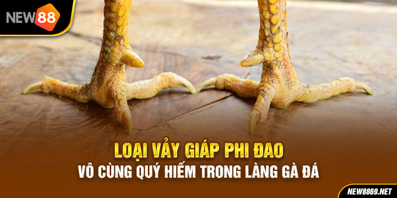 Loại vảy giáp phi đao vô cùng quý hiếm trong làng gà đá