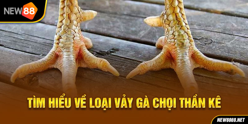 Tìm hiểu về loại vảy gà chọi thần kê