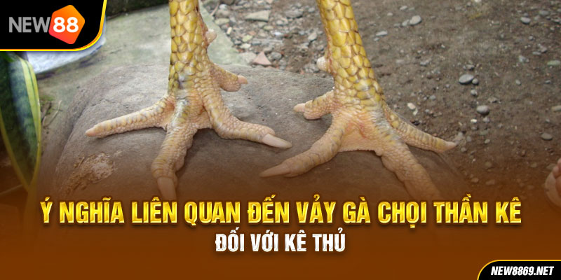 Ý nghĩa liên quan đến vảy gà chọi thần kê đối với kê thủ