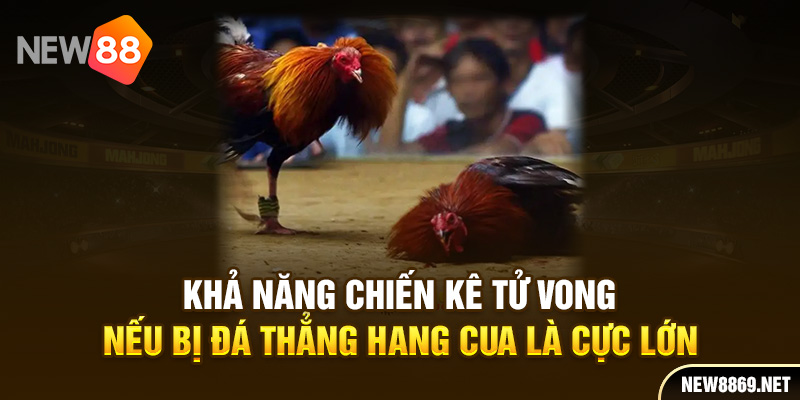 Khả năng chiến kê tử vong nếu bị đá thẳng hang cua là cực lớn