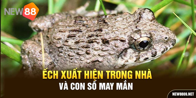 Ếch xuất hiện trong nhà và con số may mắn